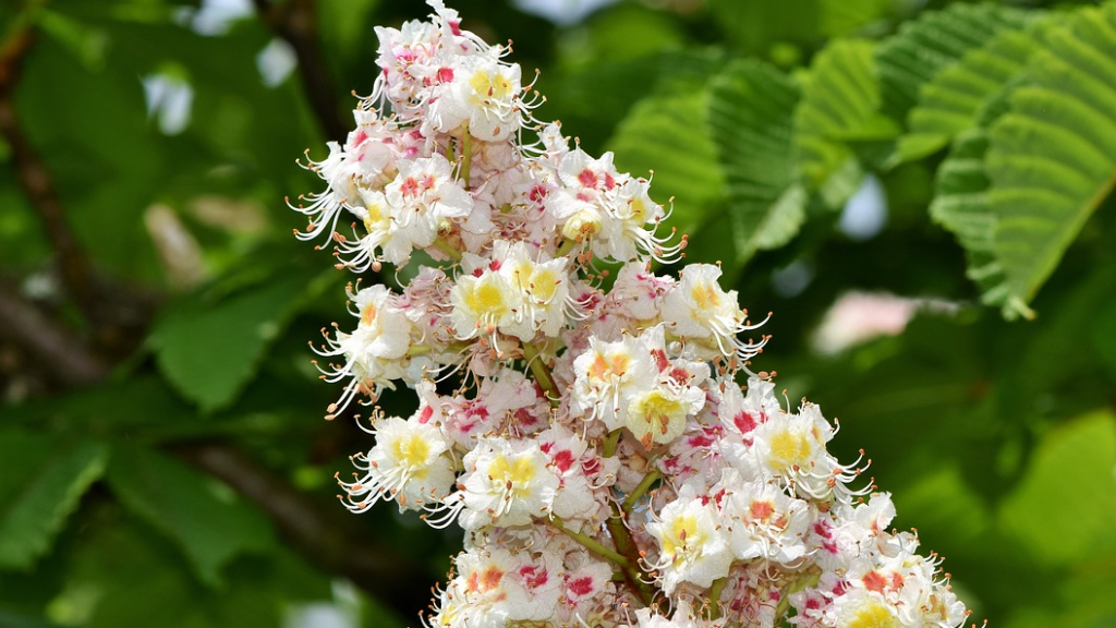 White Chestnut. Il fiore di Bach per i pensieri fissi logoranti -  informaintegra